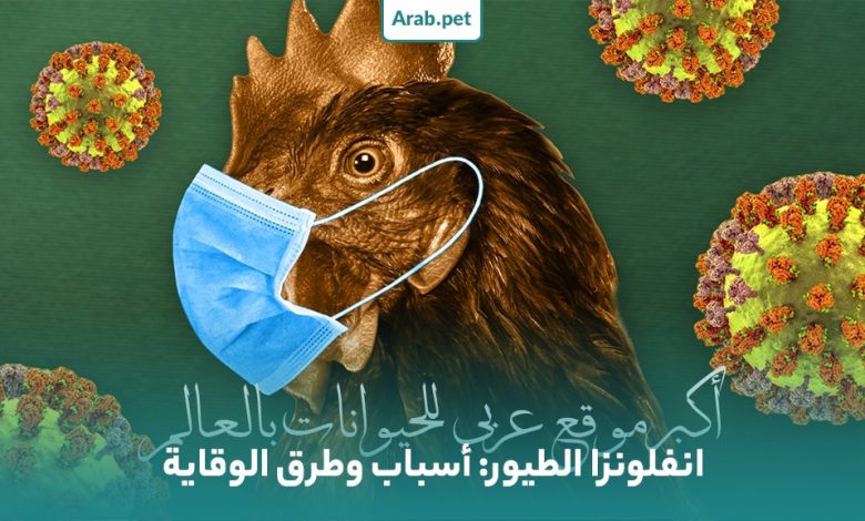كيفية الوقاية من انفلونزا الطيور؟