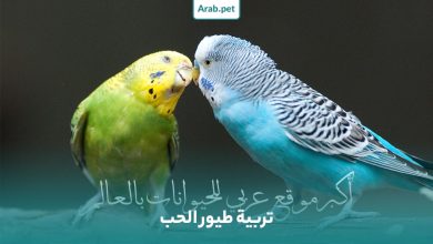 كيفية تربية طيور الحب