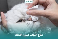 معلومات عن علاج التهاب عين القطة